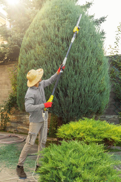 Best Hedge Trimming  in Scissors, TX